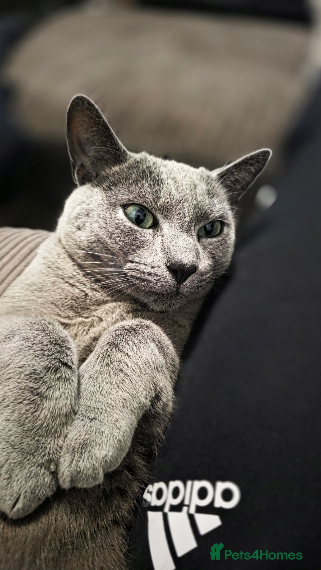 Russian Blue cats for sale: Adorable Russian Blue - Advert 2
