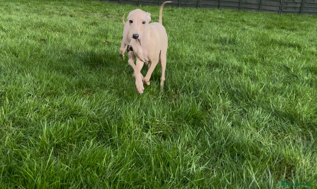 Italian Greyhound dogs for sale: Stunning KC Italian Greyhound Boy Low COI 0.5% - Advert 11