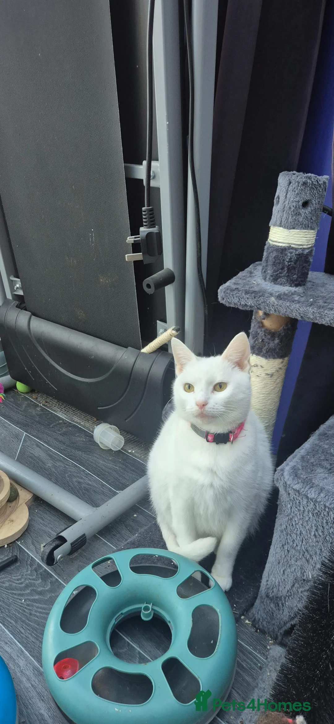 Mixed Breed cats for sale: Gorgeous kittens in Leigh-on-Sea - Advert 2