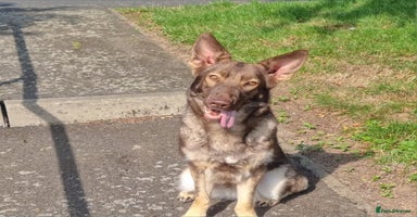 German Shepherd dogs - Advert 2