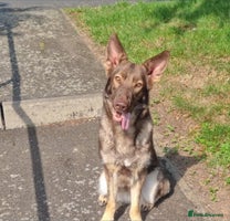 German Shepherd dogs - Advert 15
