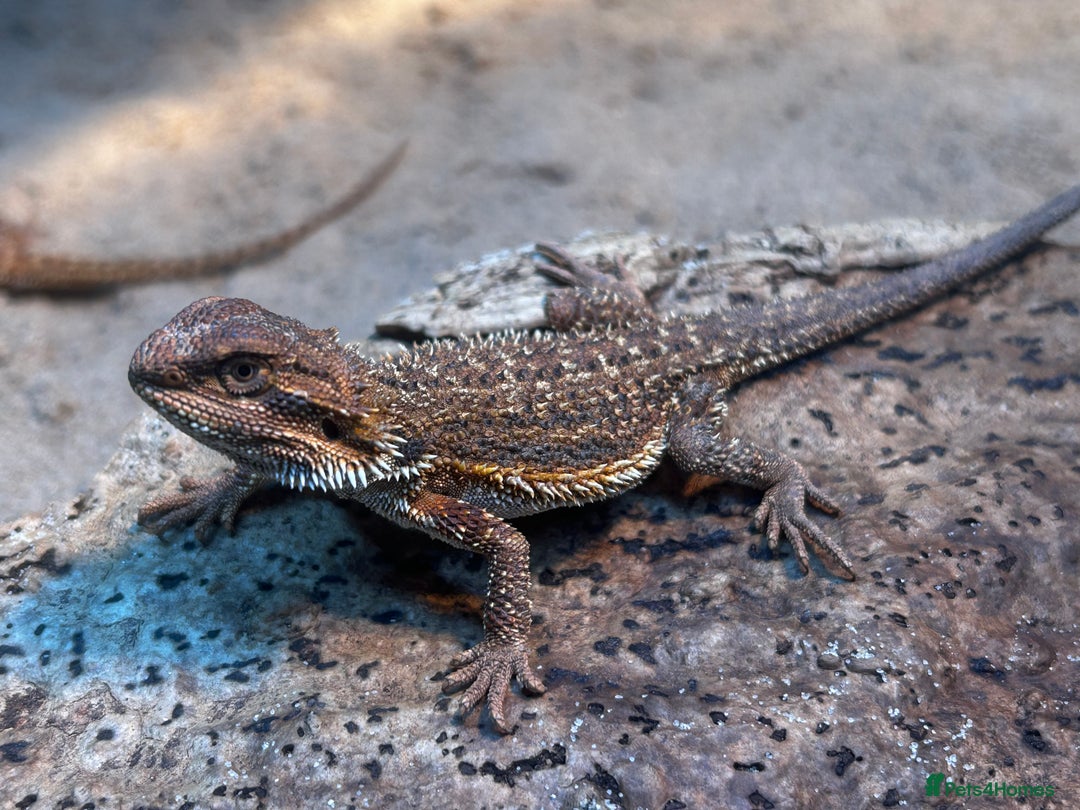 Bearded Dragon reptiles for sale: Bearded Dragons - stunning babies  - Image 1