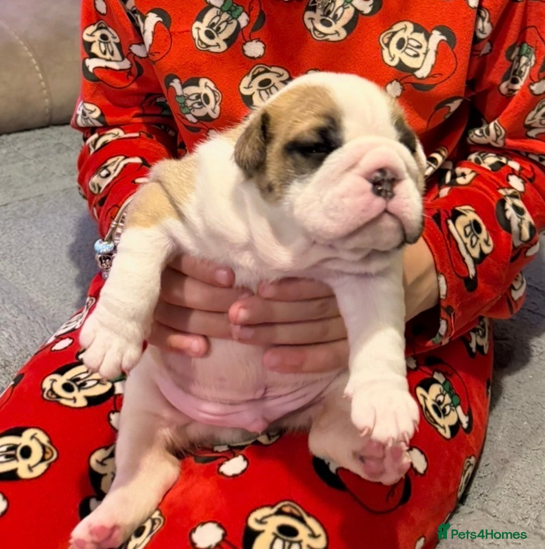English Bulldog dogs for sale: Exceptional Show-Quality KC English Bulldog Boy - Advert 27