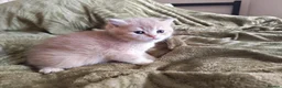 British Shorthair cats for sale: Golden cy12 British Shorthair Boys – Vet Raised in Norwich - Advert 9
