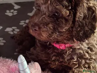 Cockapoo dogs Beautiful 8 week chocolate girl cockapoo - Advert 14