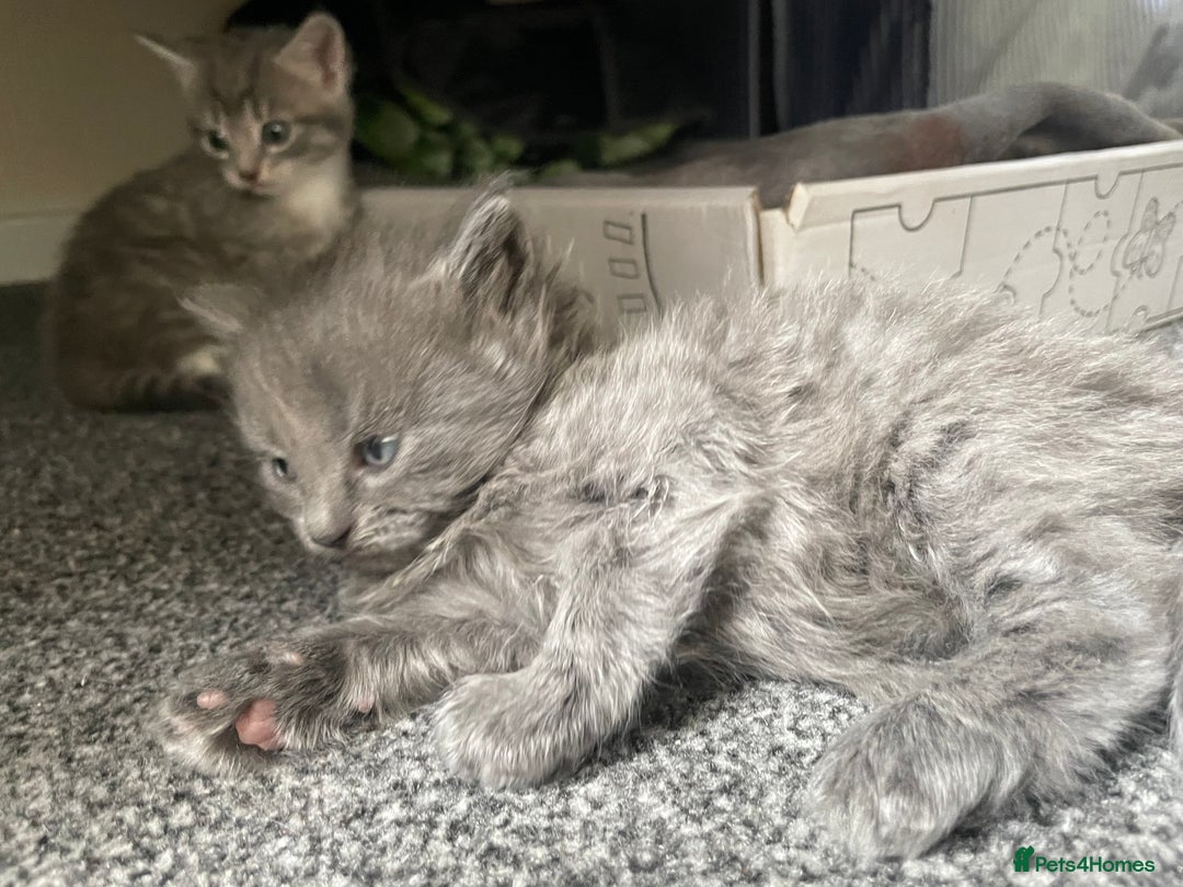 Mixed Breed cats for sale: Mixed grey kittens  - Image 13
