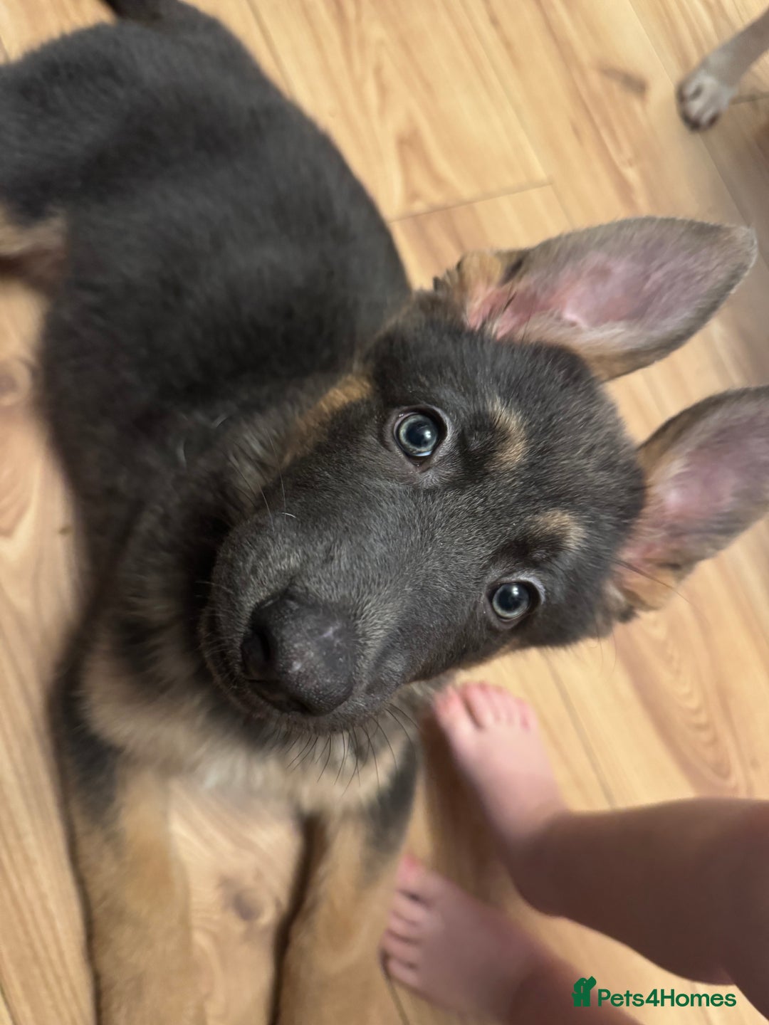 German Shepherd dogs for sale: 15 week old German Shepherd Puppy - Advert 1