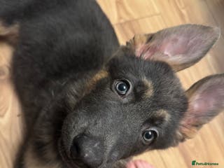 German Shepherd dogs 15 week old German Shepherd Puppy - Advert 5