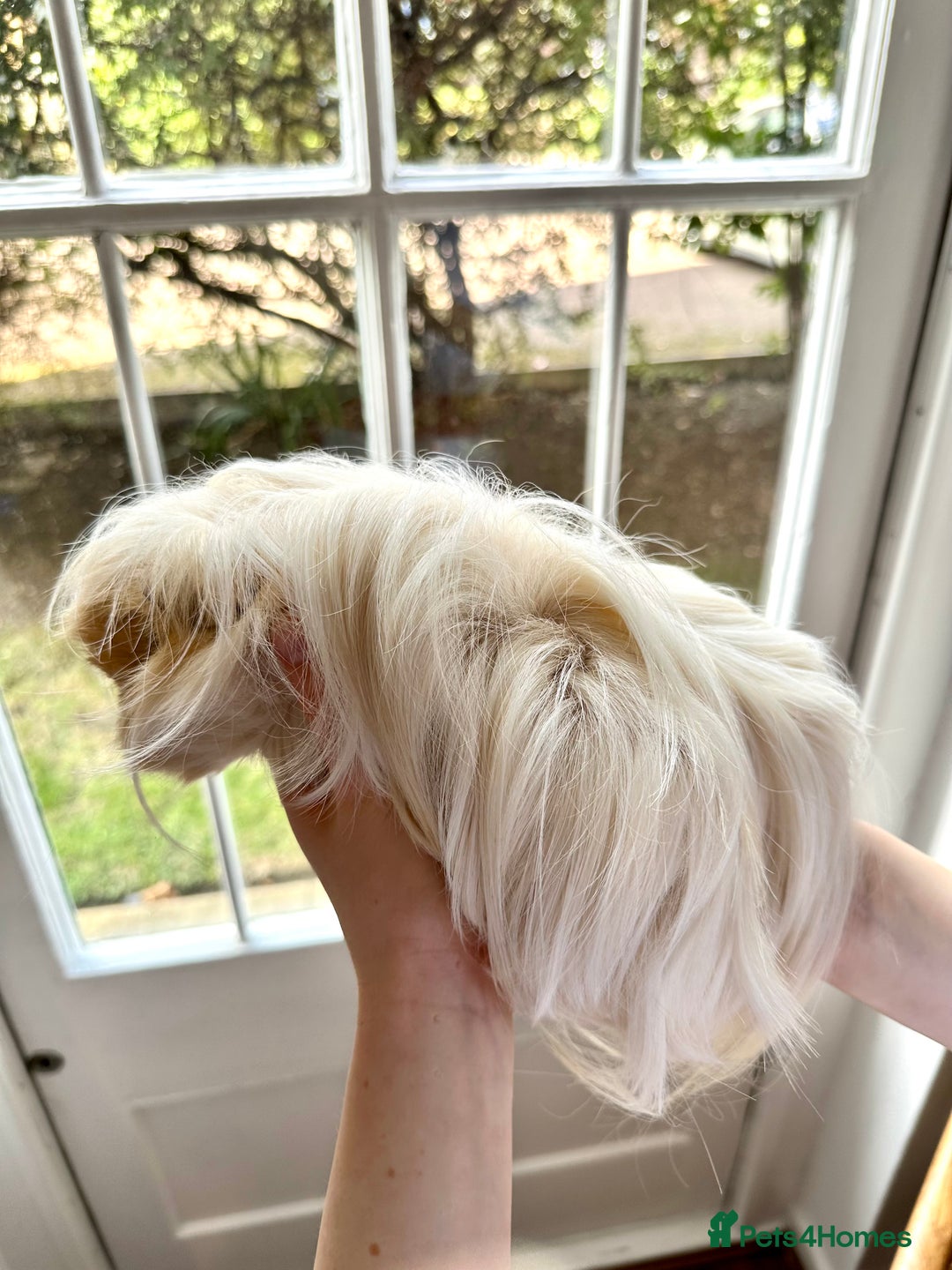 Guinea Pig rodents for sale: Long Haired Peruvian Guinea Pigs! - Advert 14