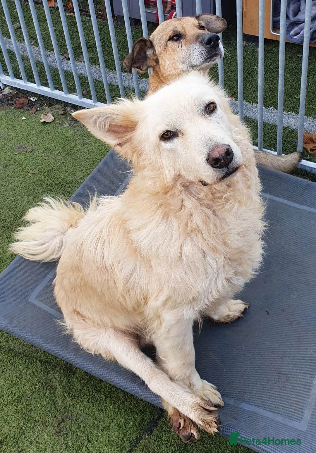 Mixed Breed dogs for adoption: Travis is looking for his perfect family x in Ayr - Advert 16