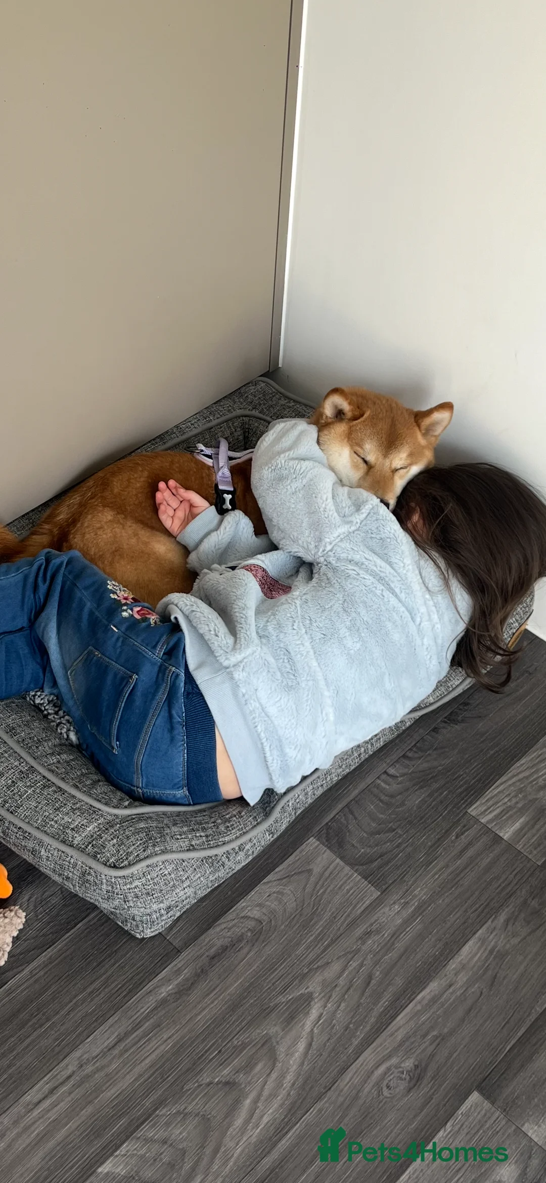 Japanese Shiba Inu dogs for sale: ( NOW RESERVED )my beautiful 2 year old Shiba Inu  - Advert 7