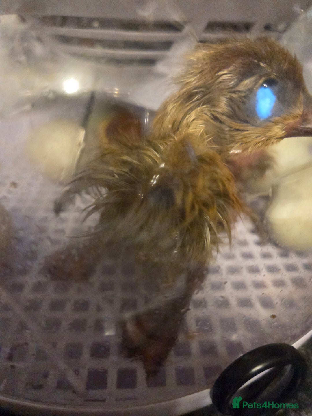 Ducks poultry for sale: Rare colour Pure bred silver runner Ducks  - Advert 16