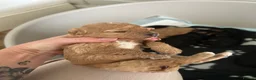 Cavapoo dogs for sale: Stunning Cavapoo puppies  - Advert 3