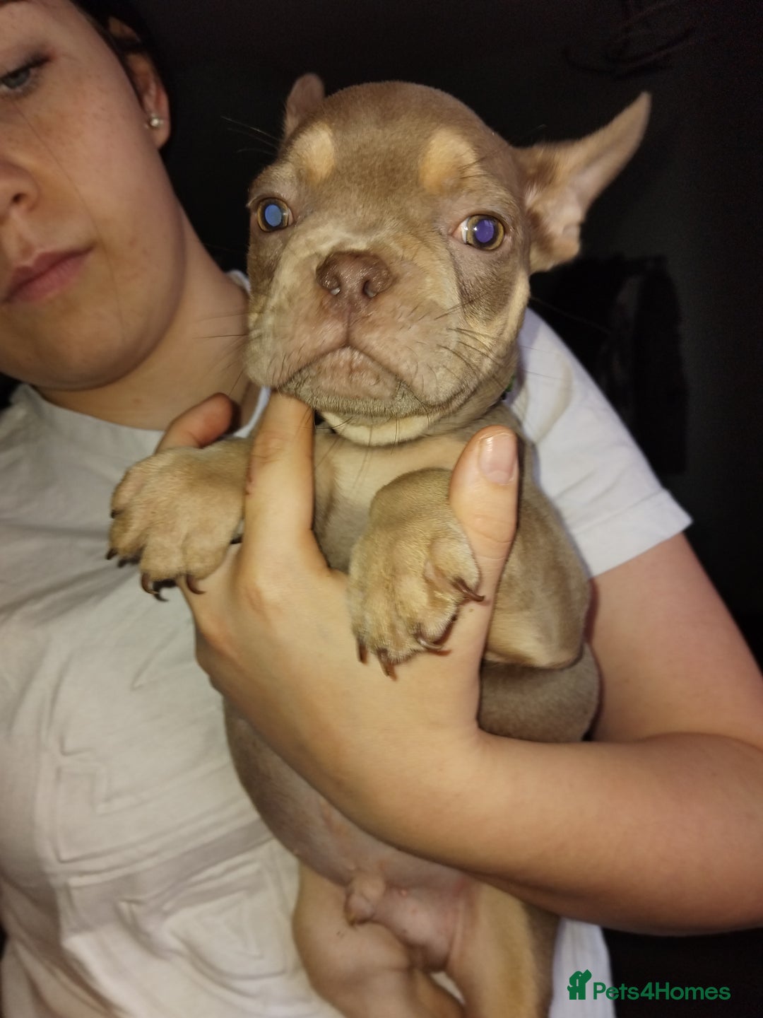 French Bulldog dogs for sale: Beautiful chunky Frenchies - Image 21