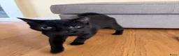 Mixed Breed cats for sale: Rehome Loki  in Tidworth - Advert 4