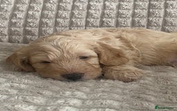 Cockapoo dogs for sale: Beautiful cockapoo puppies - Image 7