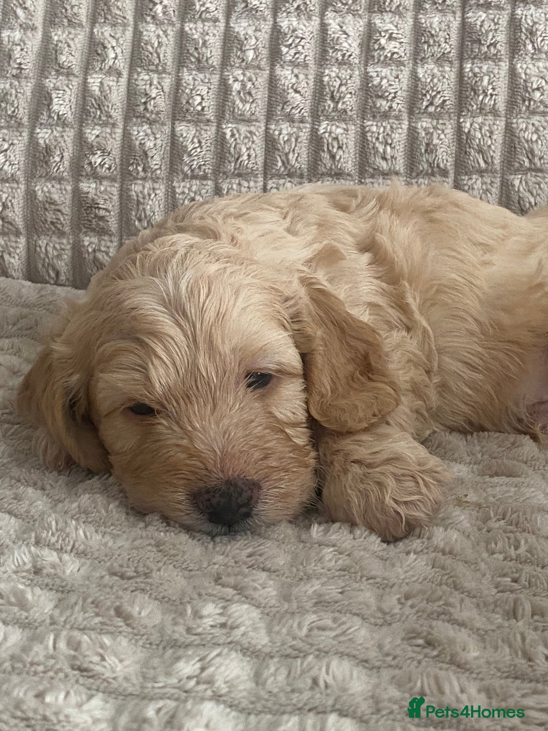Cockapoo dogs for sale: Beautiful cockapoo puppies - Image 7