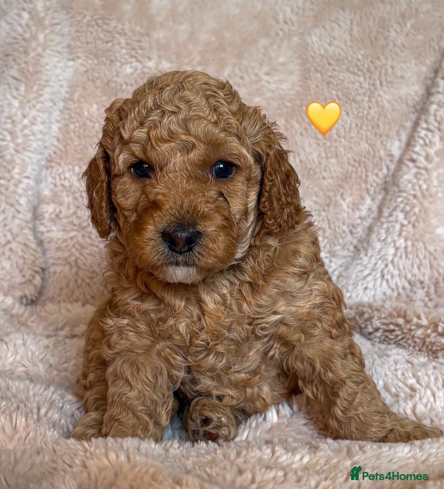 Labradoodle dogs for sale: Beautiful Australian Labradoodle Pups - Advert 2