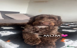 Cockapoo dogs for sale: Cockapoo puppies  - Image 8