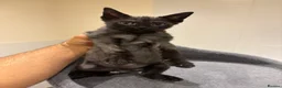 Mixed Breed cats for sale: Long hair kitten for sale  - Advert 3