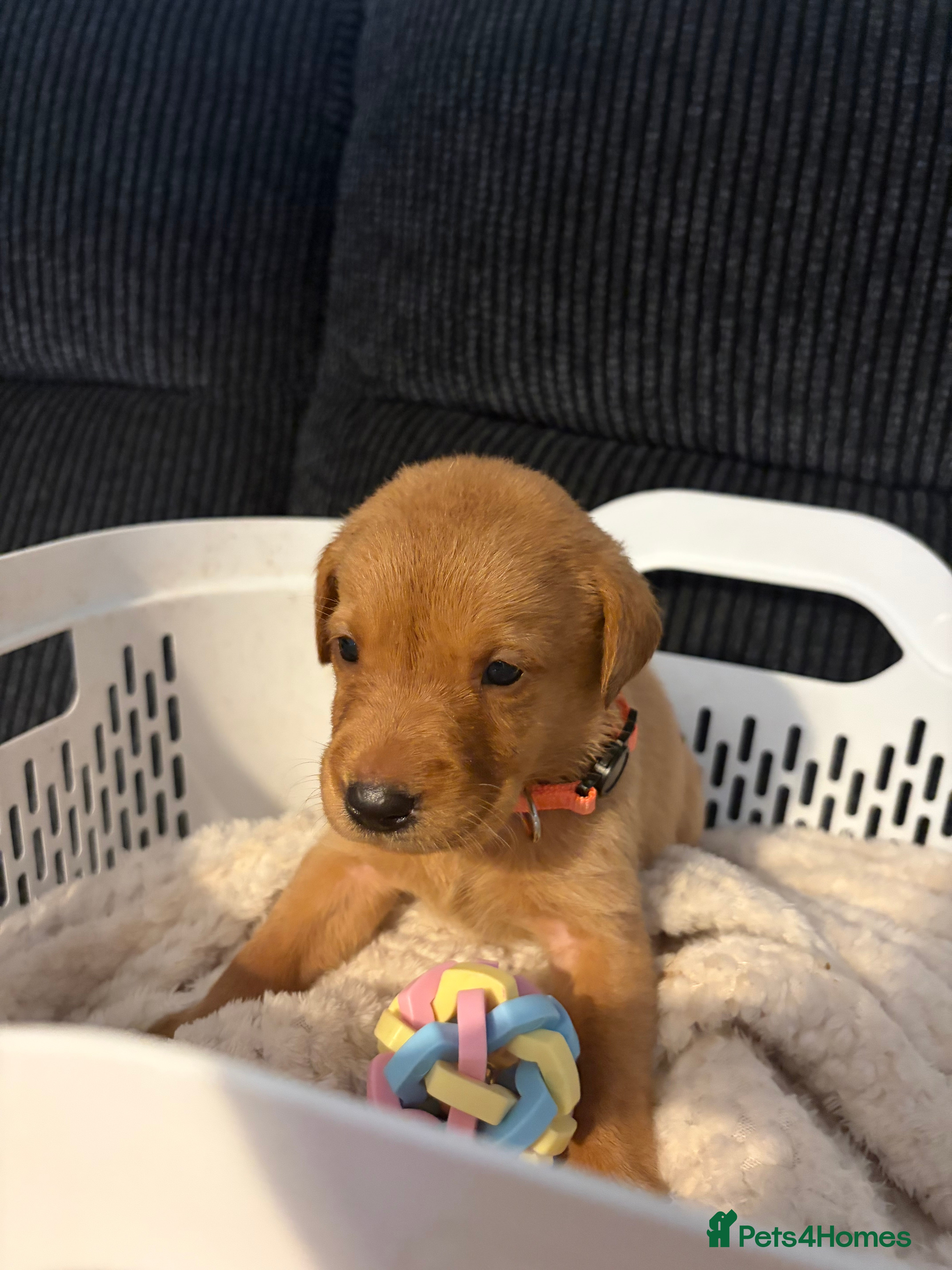 Labrador Retriever dogs Beautiful Litter of Fox Red Labrador Puppies 🦊 🐶 - Advert 2