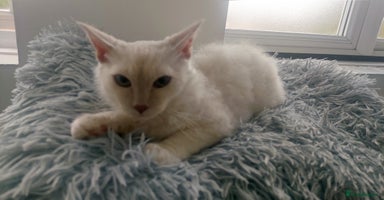 LaPerm cats - Advert 7