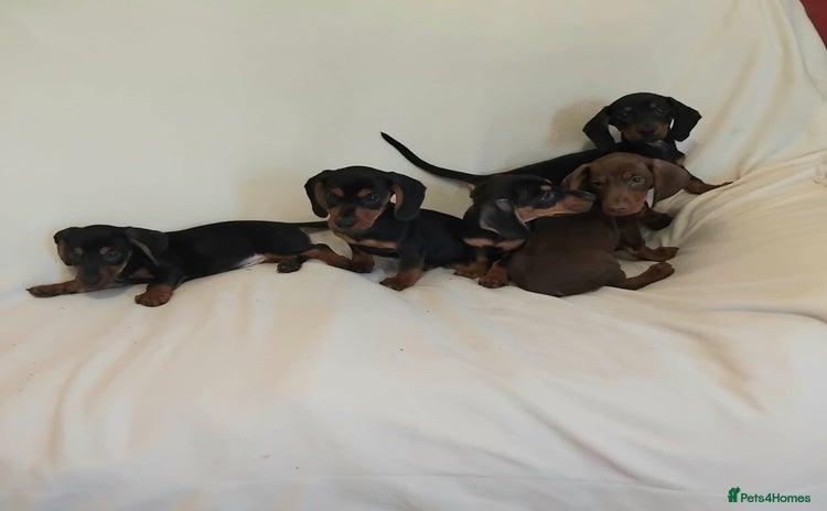 Dachshund dogs - Advert 4