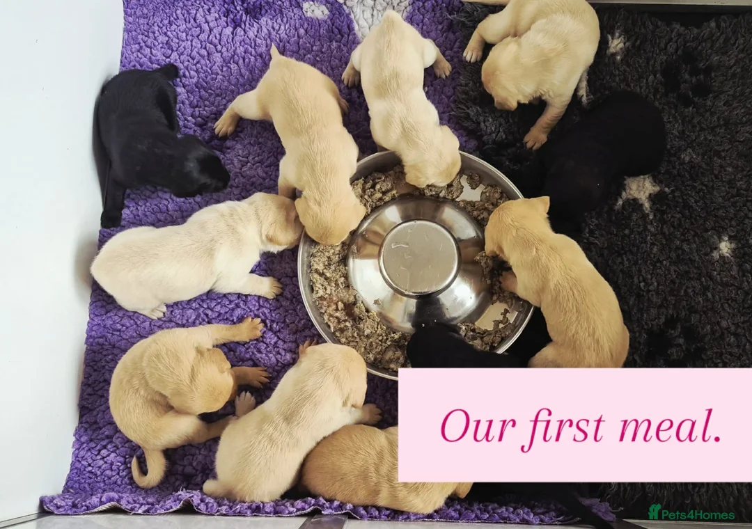 Labrador Retriever dogs for sale: KC Registered BOYS  - Advert 15