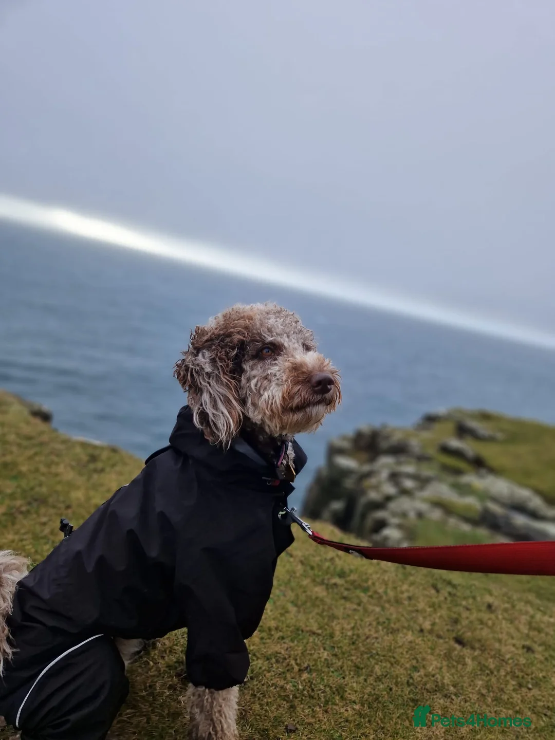 Mixed Breed dogs for sale: Goldendoodle x Irishdoodle puppies - Advert 11