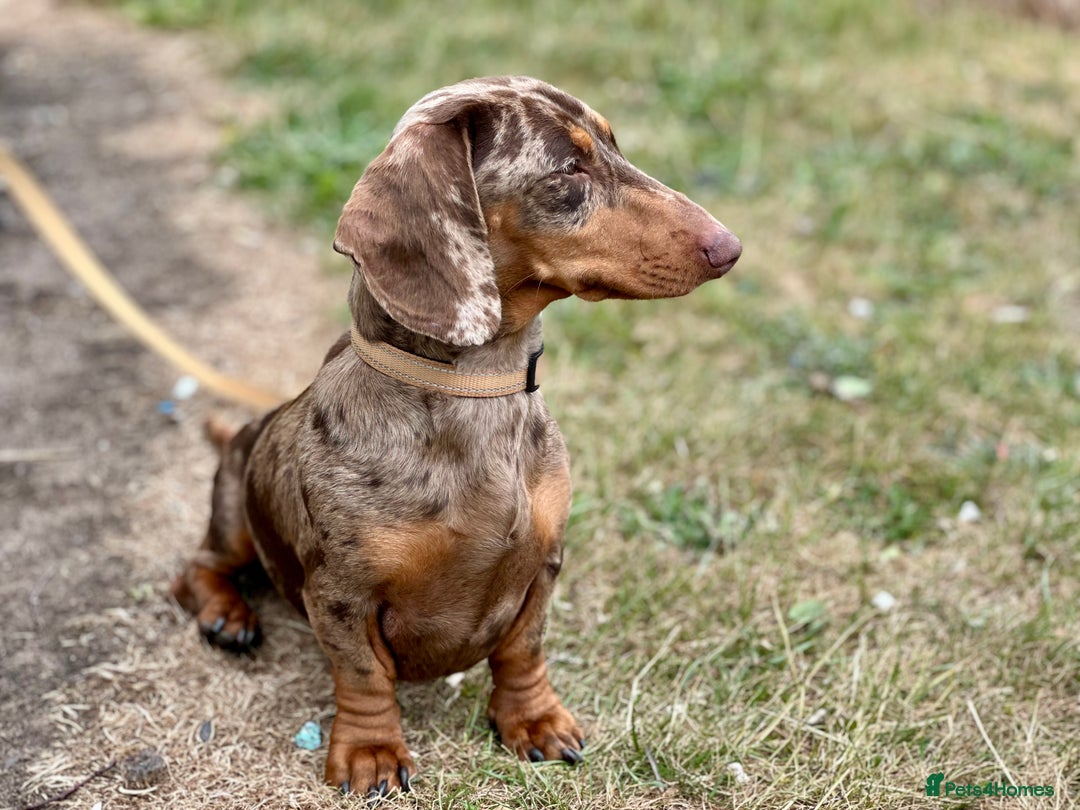 Miniature Dachshund dogs for stud: chocolate dapple miniature dachshund stud in Mansfield - Image 2