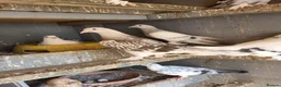 Pigeons birds for sale: Turkish pigeon for sale  - Advert 1