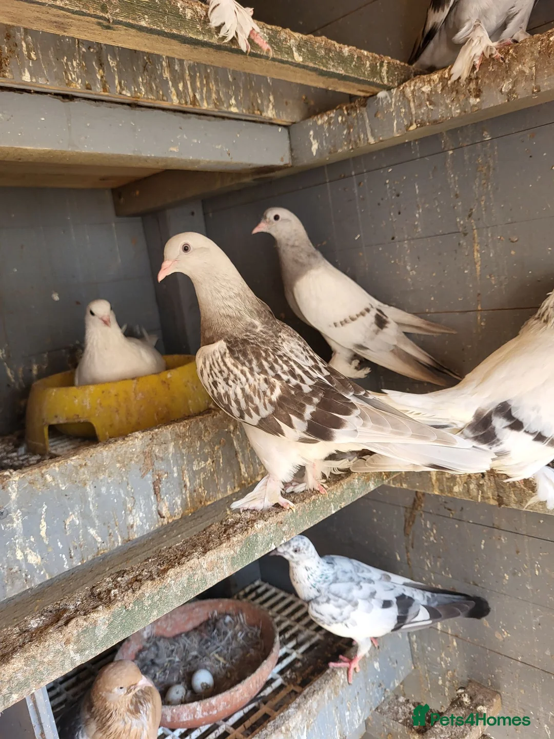 Pigeons birds for sale: Turkish pigeon for sale  - Advert 1