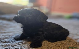 Doxiepoo dogs for sale: Stunning F1 Doxiepoos  - Image 8