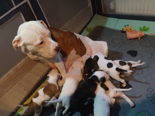 Staffordshire Bull Terrier dogs - Advert 10