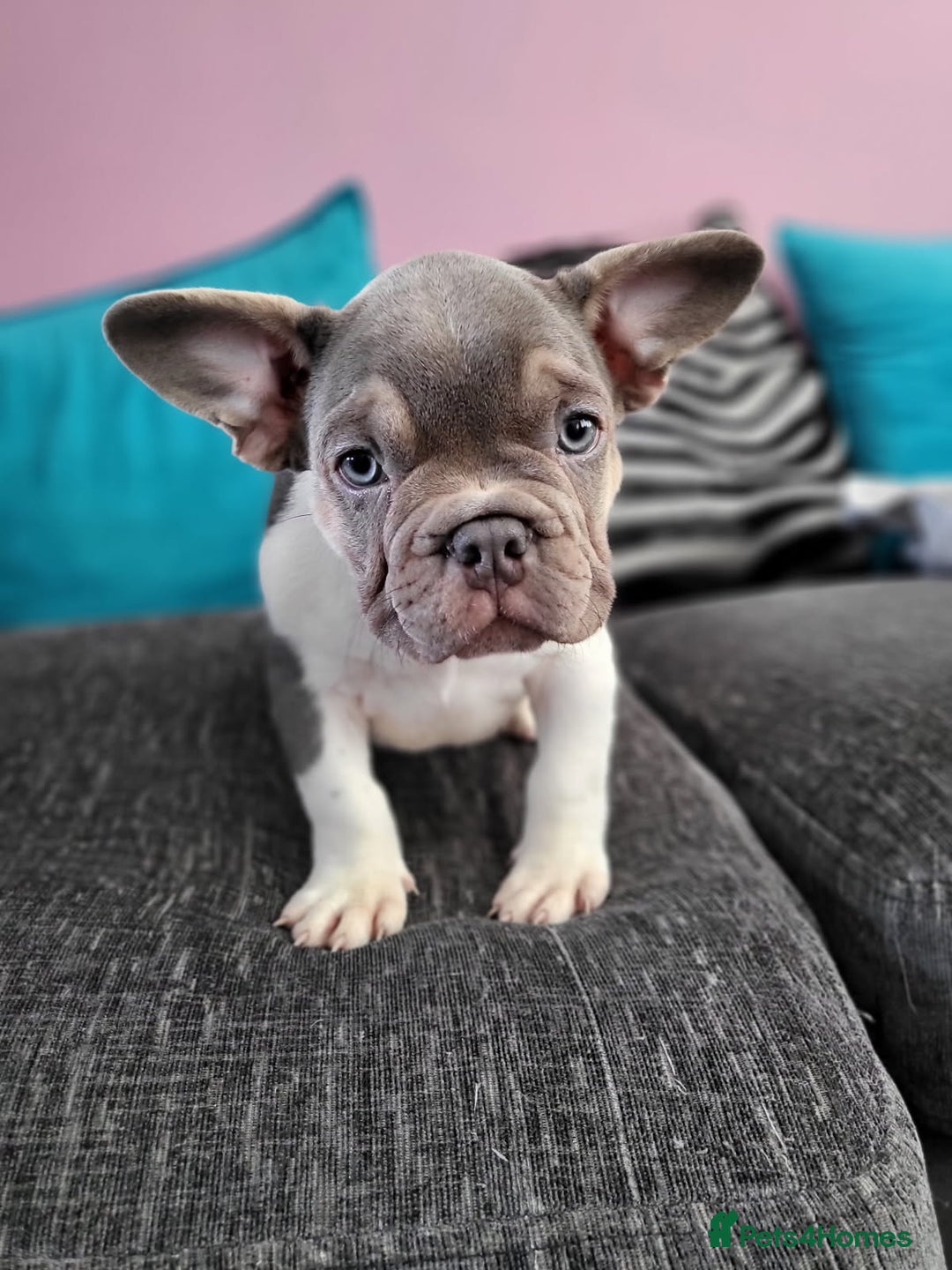 French Bulldog dogs for sale: KC Registered Frenchies ONLY 3 LEFT - Image 20