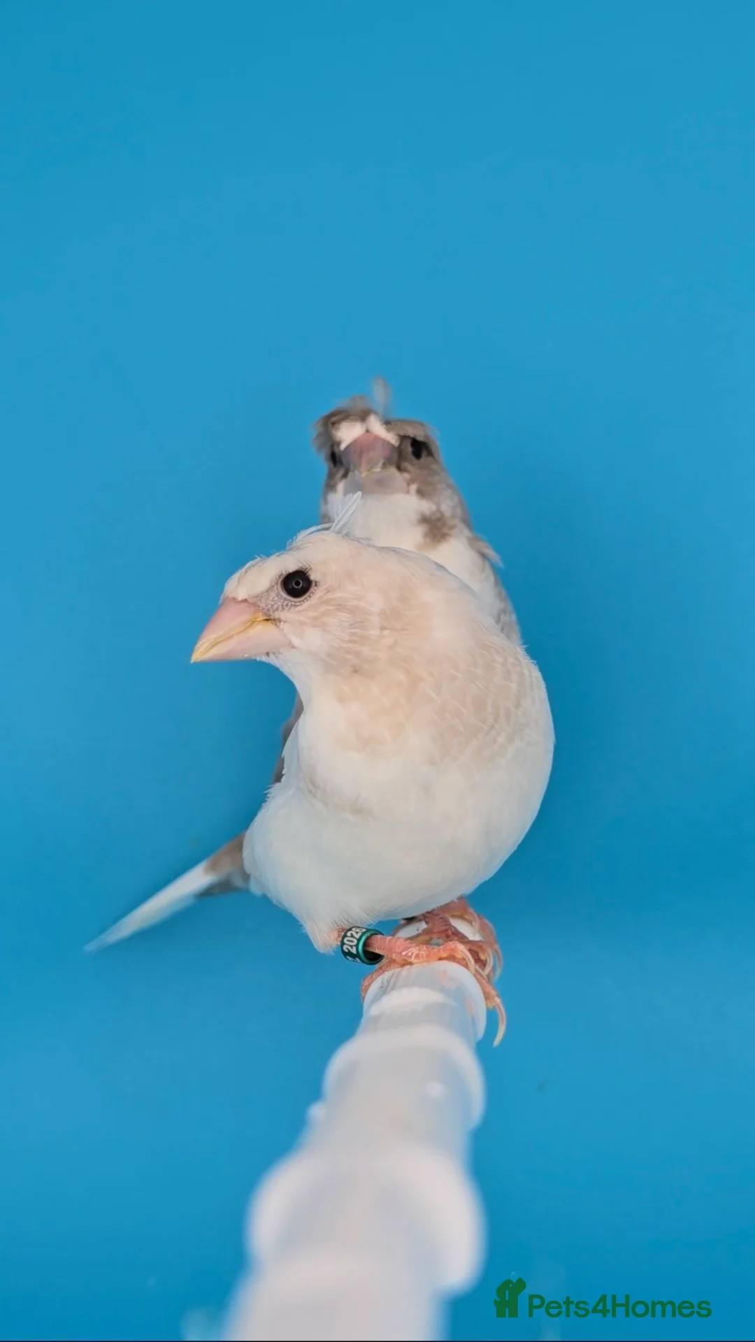 Finches birds for sale: Bengalese finches  - Advert 8