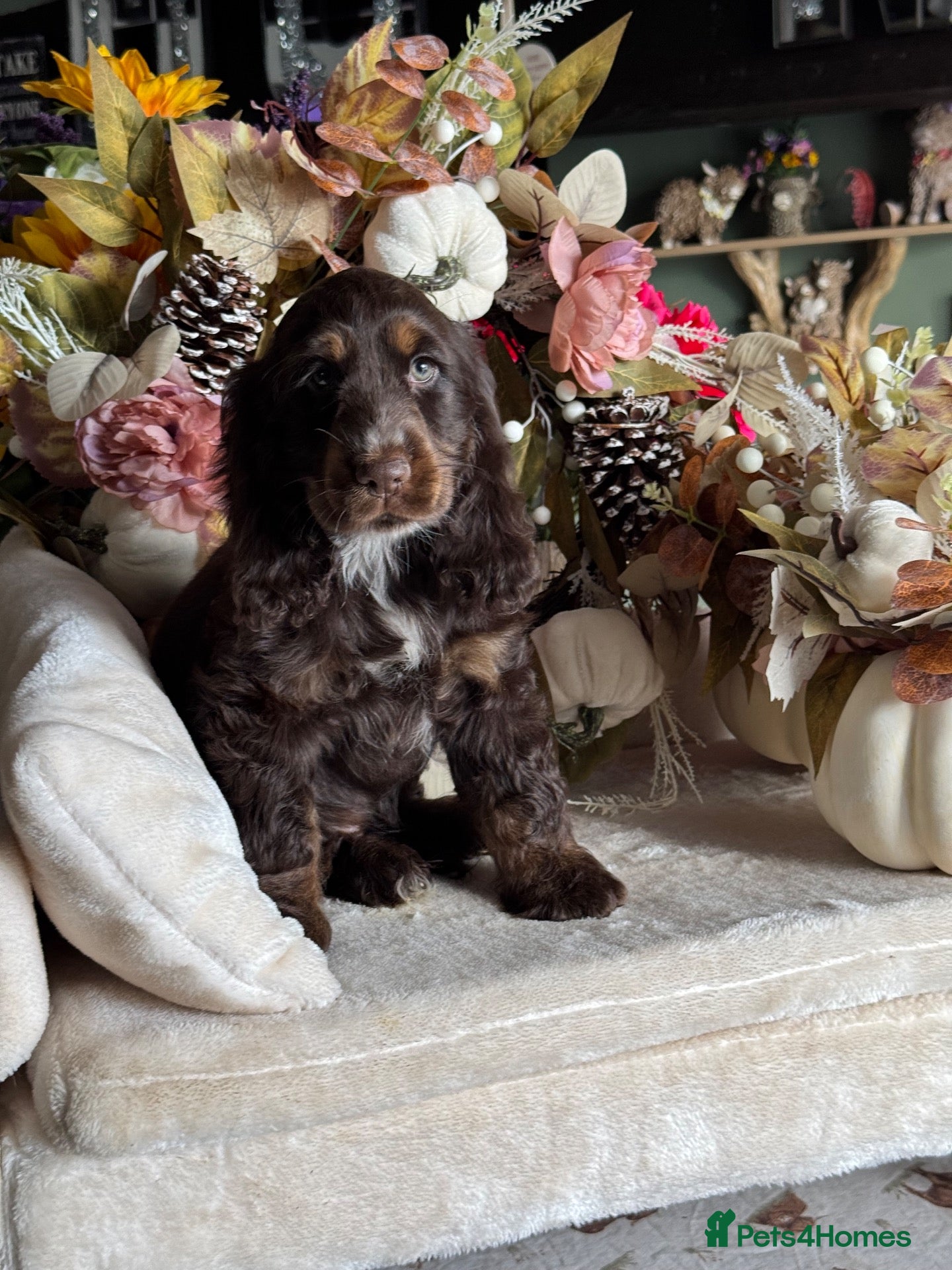 Cocker Spaniel dogs 1 girl left kc reg show cocker spaniel puppies - Advert 4