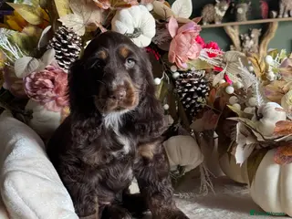 Cocker Spaniel dogs 1 girl left kc reg show cocker spaniel puppies - Advert 1