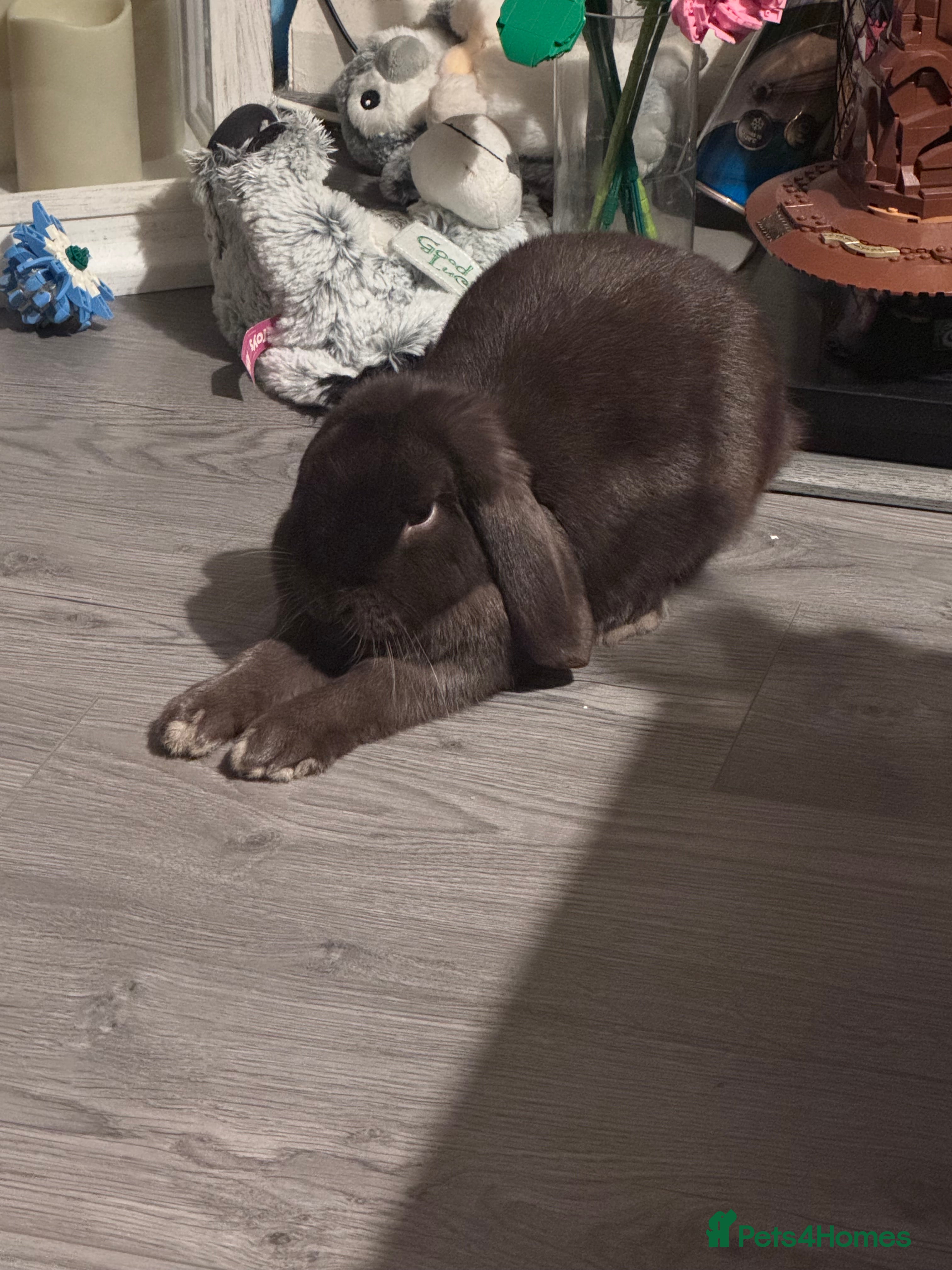 Mini Lop rabbits 18 month old mini lop looking for rehoming - Advert 5
