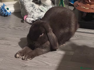 Mini Lop rabbits 18 month old mini lop looking for rehoming - Advert 1