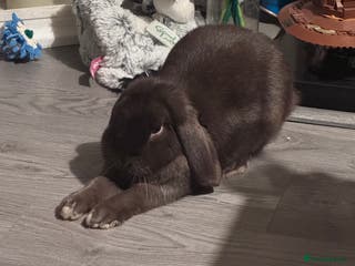 Mini Lop rabbits 18 month old mini lop looking for rehoming - Advert 11