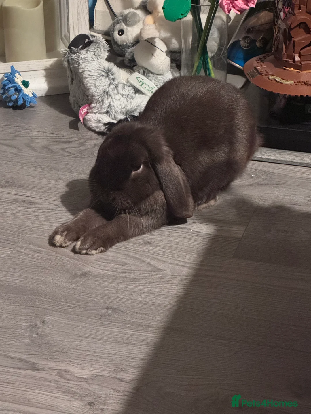 Mini Lop rabbits for sale: 18 month old mini lop looking for rehoming - Advert 1