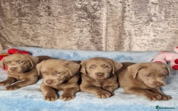 Labrador Retriever dogs for sale: Adorable Silver Labrador Puppies  - Image 14