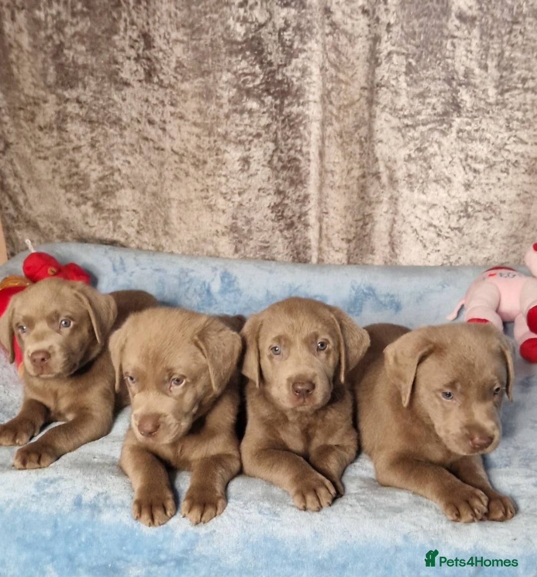 Labrador Retriever dogs for sale: Adorable Silver Labrador Puppies  - Image 14