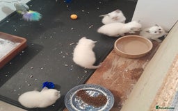 British Shorthair cats for sale: British Shorthair Kittens - Lilac Point - Image 9