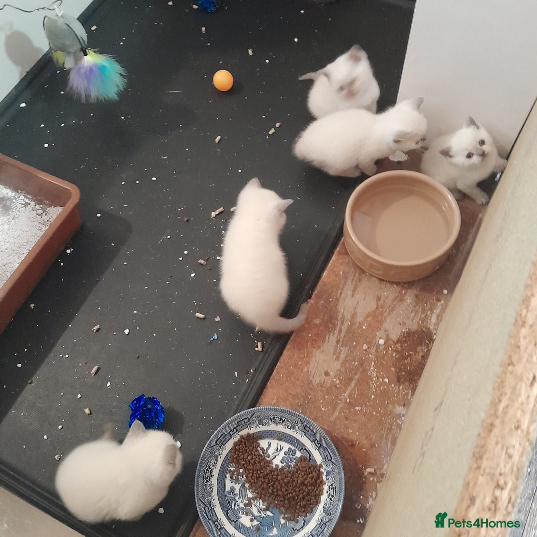British Shorthair cats for sale: British Shorthair Kittens - Lilac Point - Image 9