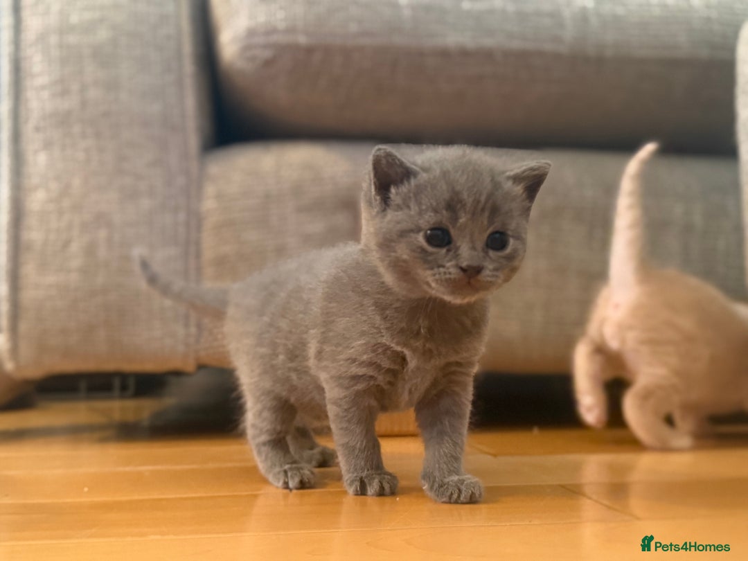British Shorthair cats for sale: British shorthair cross Russian Blue - Image 5