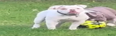 Olde English Bulldogge Puppy 5