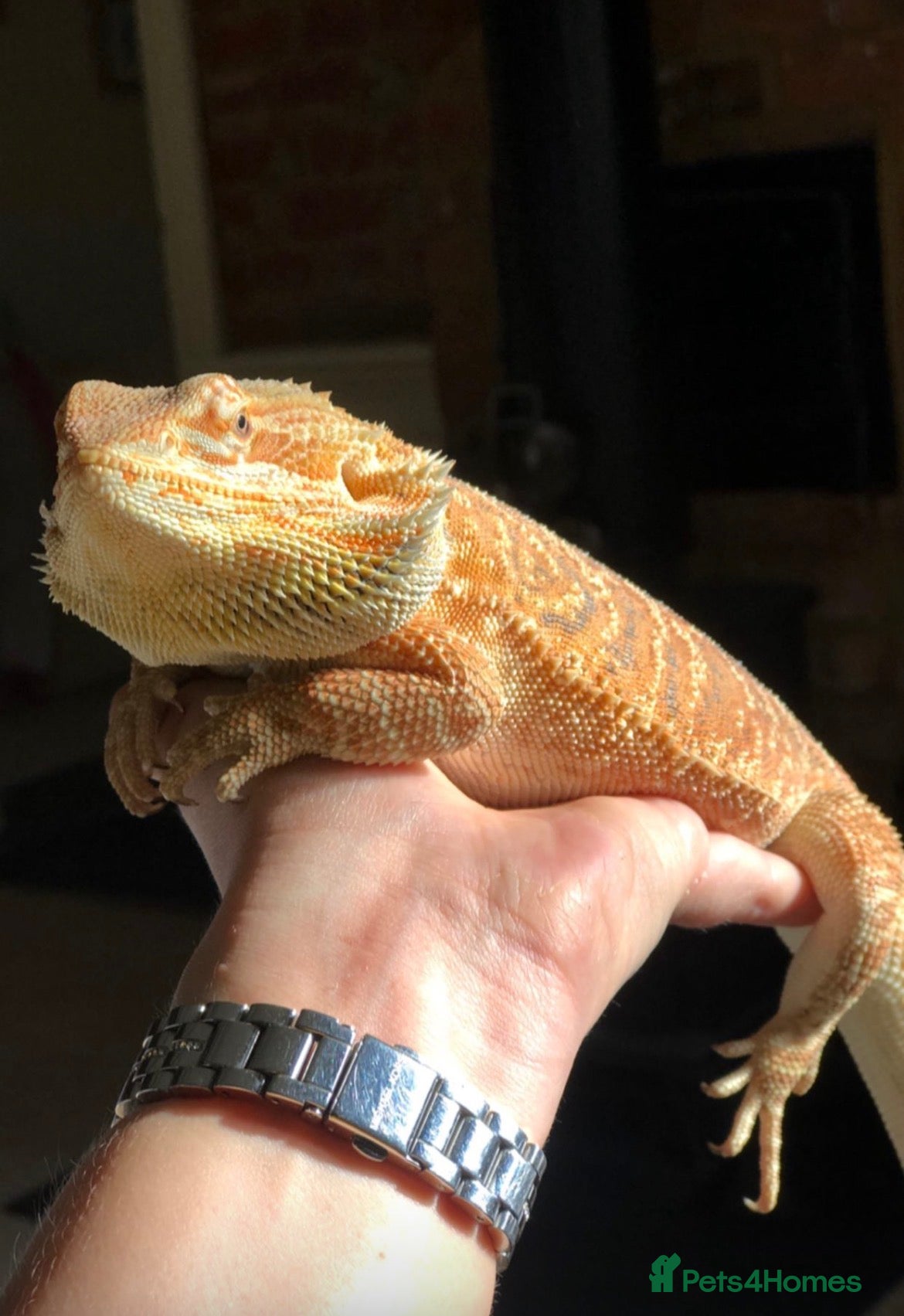 Bearded Dragon reptiles Bearded Dragon For Rehoming  in Dunstable - Advert 1