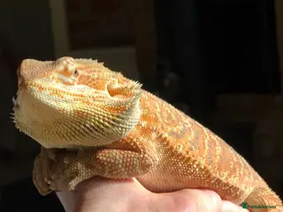 Bearded Dragon reptiles Bearded Dragon For Rehoming in Dunstable - Advert 1